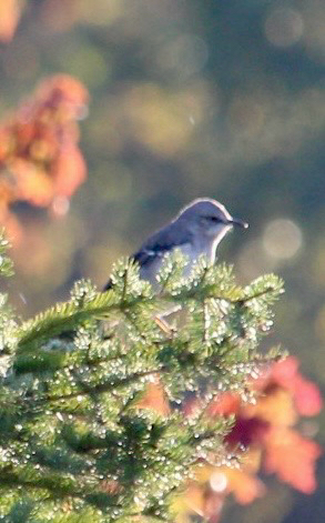 Northern Mockingbird