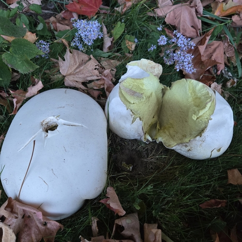 giant puffball