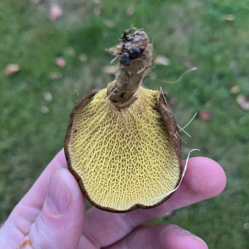 ash-tree bolete
