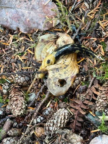 Pacific Banana Slug