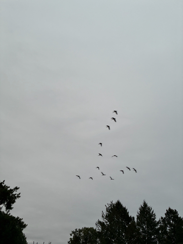 Canada Goose