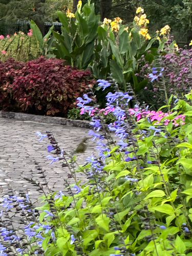 Ruby-throated Hummingbird