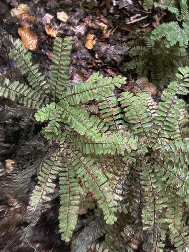 northern maidenhair fern