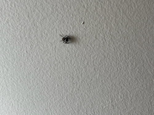 Adanson's House Jumper