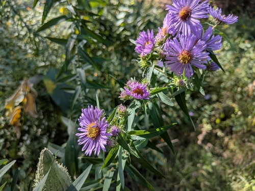 New England aster