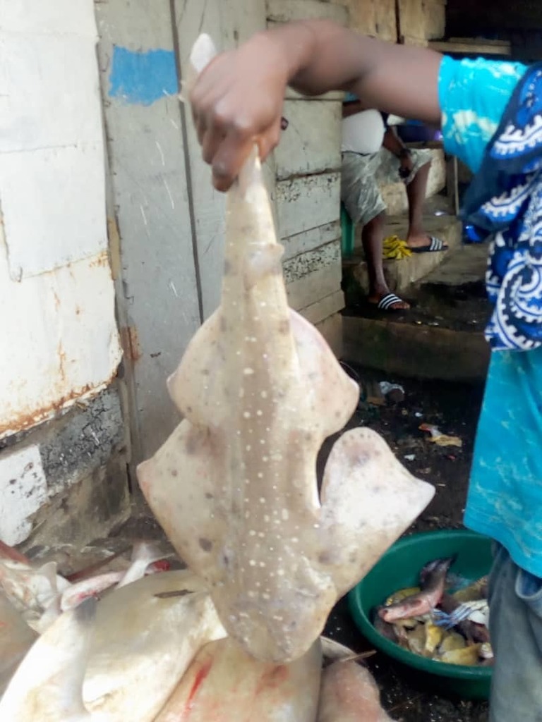 smoothback angelshark