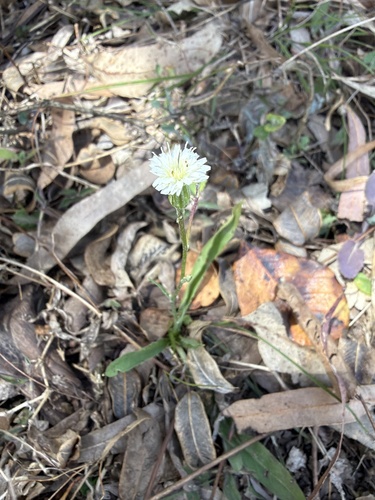 white flatweed
