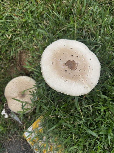 Green-spored Parasol