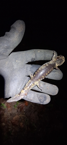 Spotted Salamander