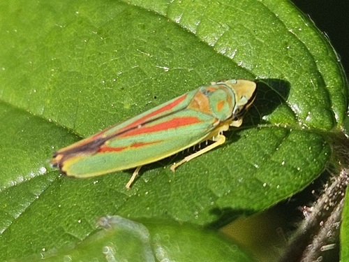 Rhododendron Leafhopper
