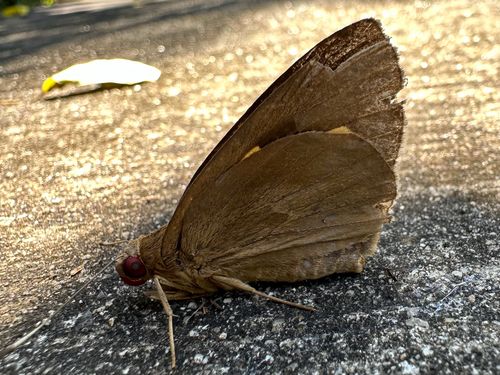 Rounded Palm-redeye
