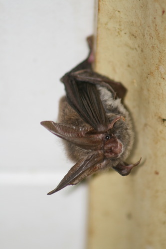 Rafinesque's Big-eared Bat
