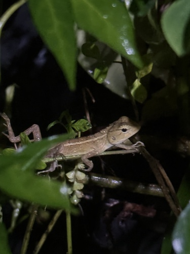 Thai Garden Lizard
