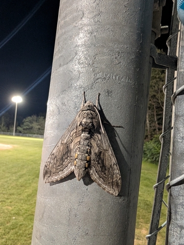 Five-spotted Hawk Moth