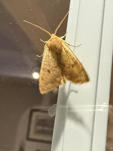 Bicolored Sallow