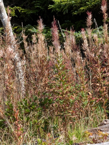 fireweed