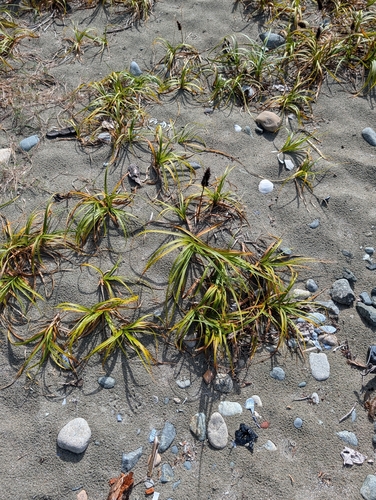 big-head sedge