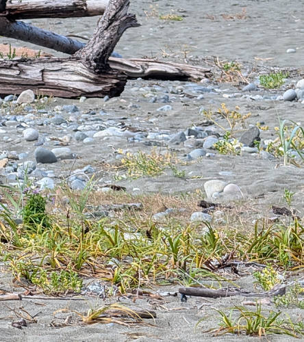 Killdeer