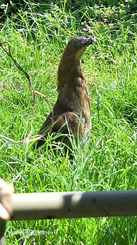 Malayan Night Heron (Common)