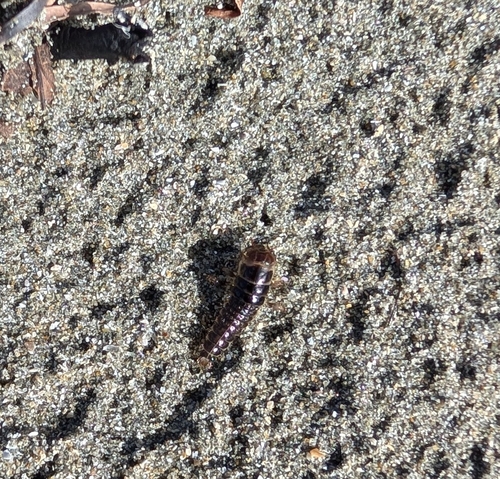 Pictured Rove Beetle