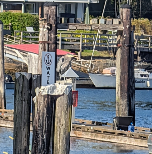 Great Blue Heron