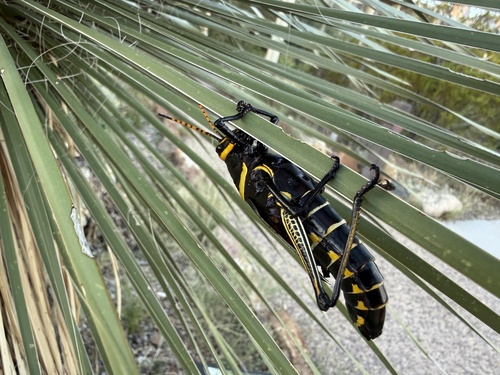 Horse Lubber Grasshopper