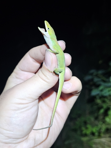Green Anole