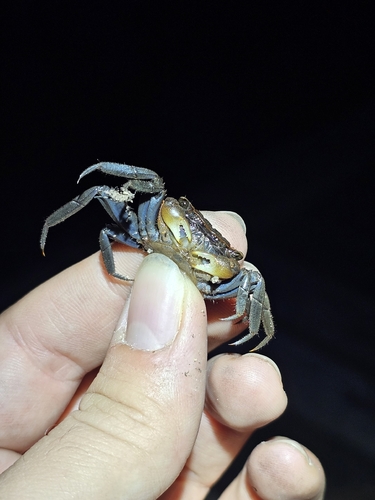 Squareback Marsh Crab