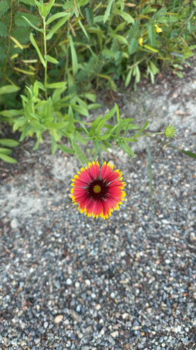 firewheel