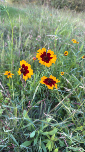 plains coreopsis