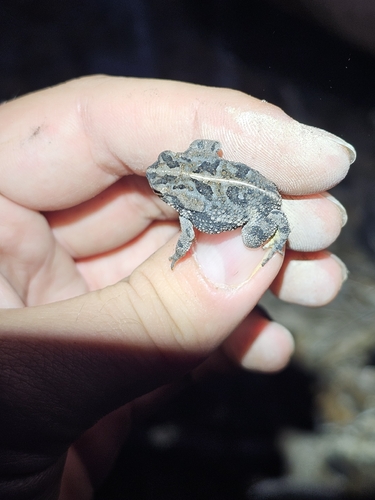 Oak Toad
