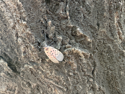 Spotted Lanternfly