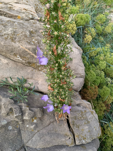 Chimney Bellflower