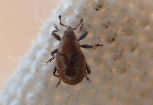 Sibinia primita