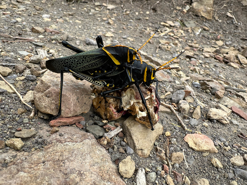 Horse Lubber Grasshopper