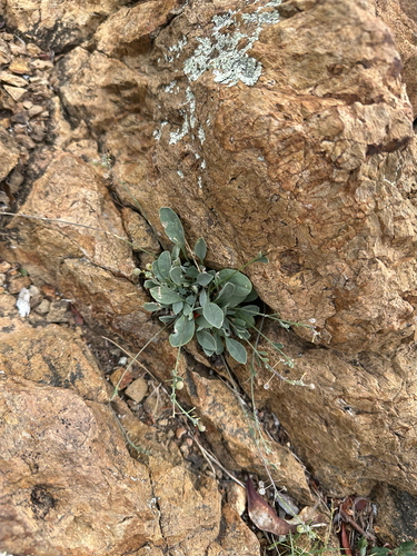 white bladderpod