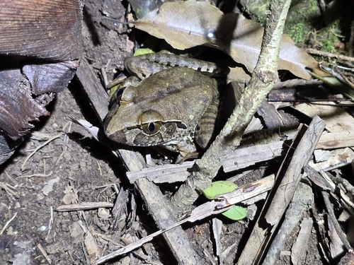 Giant Barred Frog
