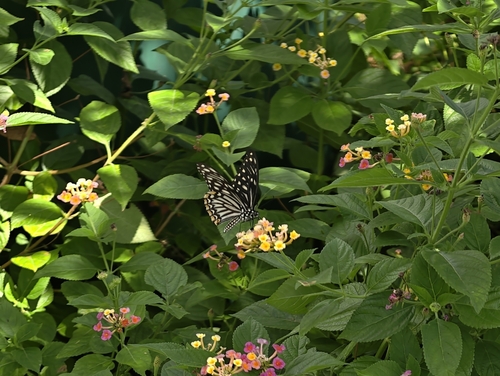 Common Mime Swallowtail