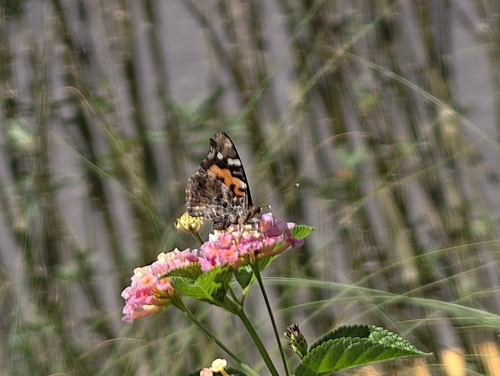 Indian Red Admiral