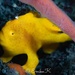 Painted Frogfish - Photo (c) Emiko Kawamoto, all rights reserved
