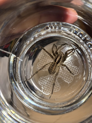 Radiated Wolf Spider