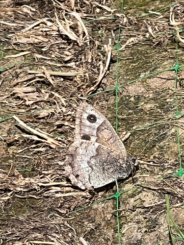 Tree Grayling