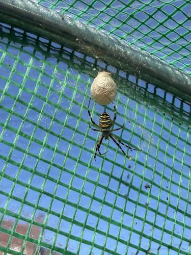 Wasp Spider