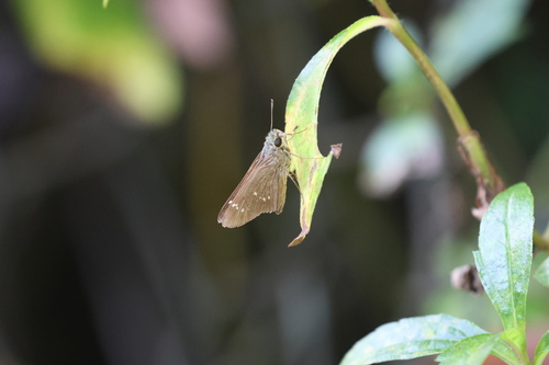 Formosan Swift