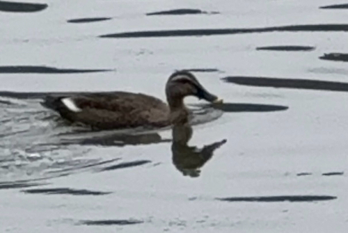 Eastern Spot-billed Duck