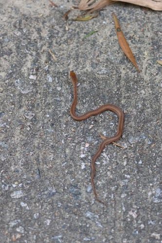 Common Mock Viper