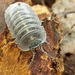 Southern Pill Woodlouse - Photo (c) Elia, all rights reserved, uploaded by Elia