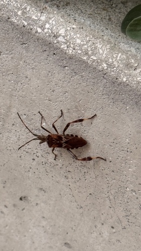 Western Conifer Seed Bug