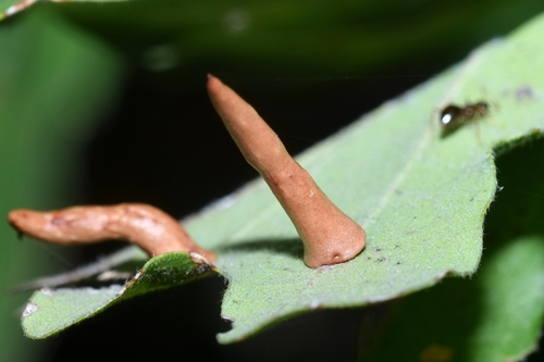 Cynips cornifex