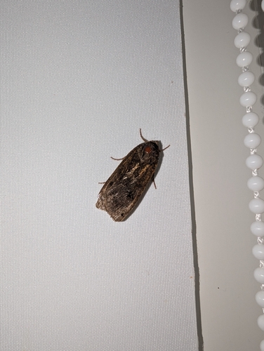 Large Yellow Underwing